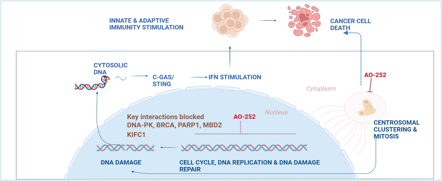 AO-252 mechanism of action diagram showing DNA damage, cGAS/STING pathway activation, interferon stimulation, and cancer cell death